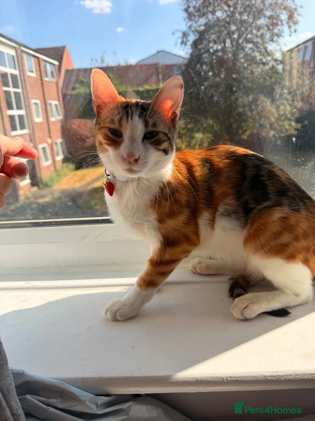 Mixed Breed cats for sale: Tink is a beautiful part tica bengal kitten  - Advert 1