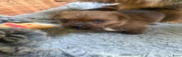 Norfolk Terrier dogs for sale: Norfolk Terrier Puppies for Sale – 1 Bitch 3 Dogs - Advert 15