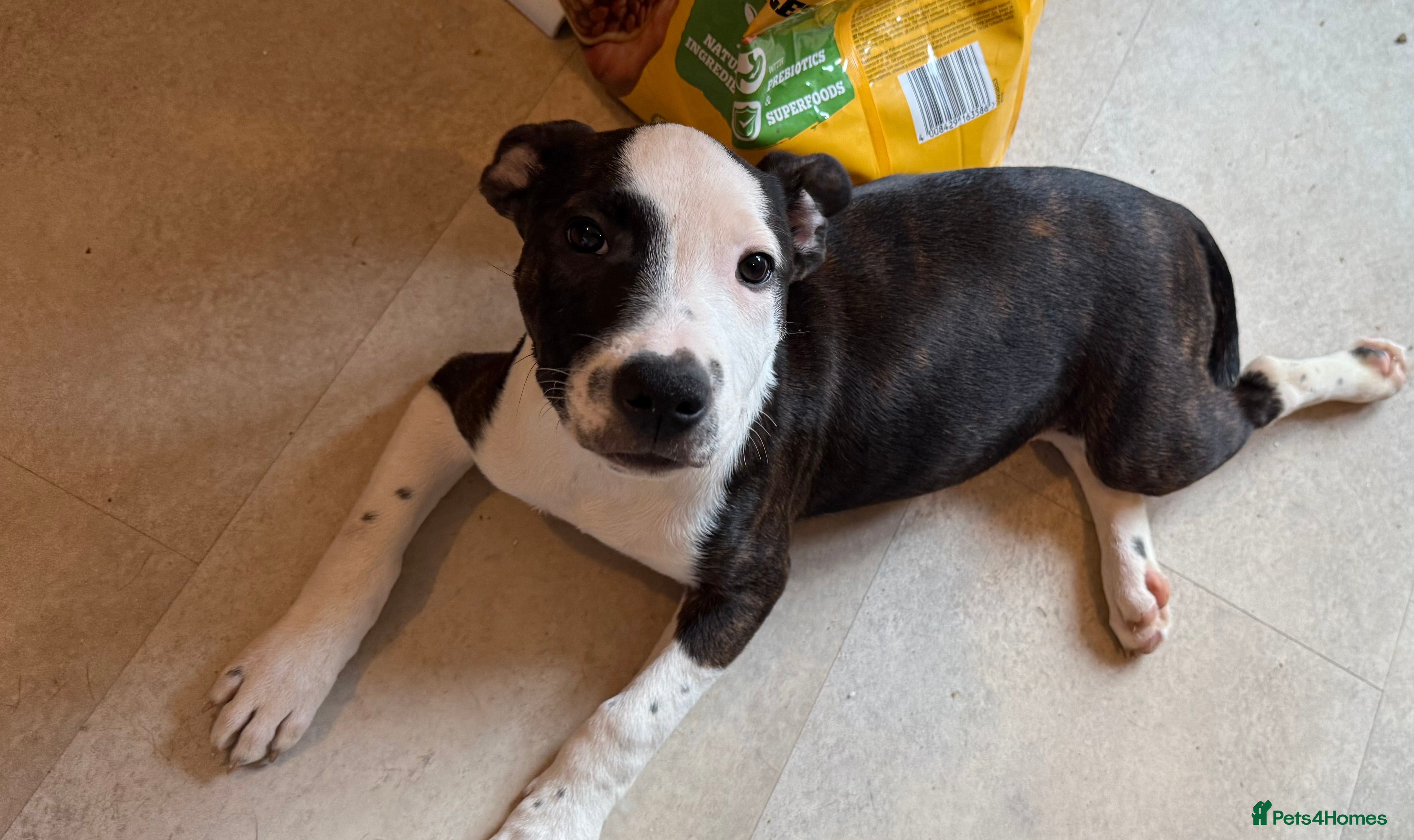 Staffordshire Bull Terrier dogs Male Staffordshire Bull Terrier Mix Puppy - Advert 13