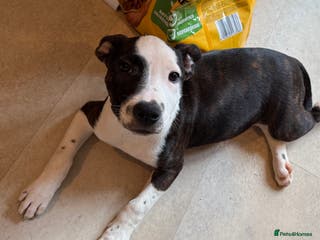 Staffordshire Bull Terrier dogs Male Staffordshire Bull Terrier Mix Puppy - Advert 3