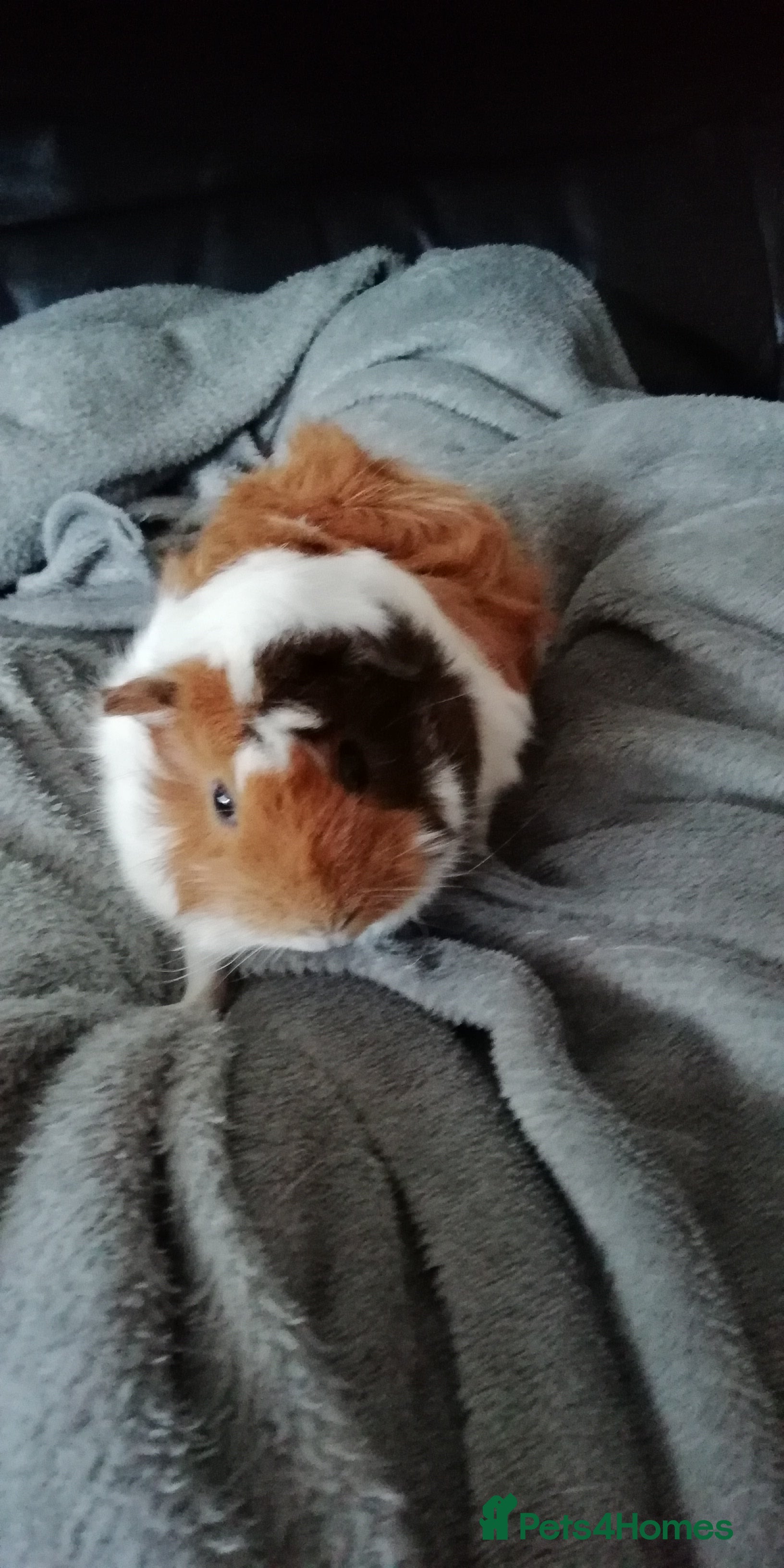 Guinea Pig rodents Baby Peruvian/Cross Guinea Pigs Looking for a Home - Advert 14