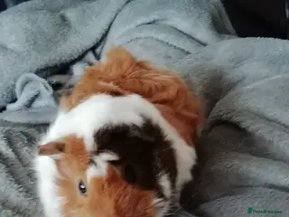 Guinea Pig rodents Baby Peruvian/Cross Guinea Pigs Looking for a Home - Advert 6