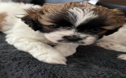 Shih Tzu dogs for sale: Adorable Shih Tzu puppy - Image 2