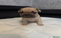 French Bulldog dogs for sale: French bulldog  - Image 10