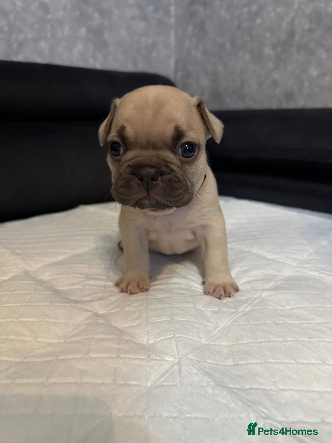 French Bulldog dogs for sale: French bulldog  - Image 10