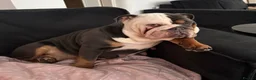 English Bulldog dogs for sale: Coco  - Advert 2