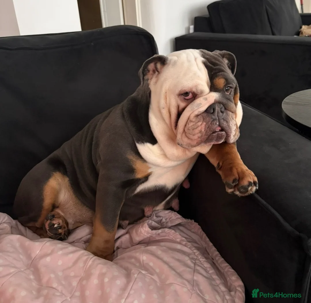 English Bulldog dogs for sale: Coco  - Advert 2