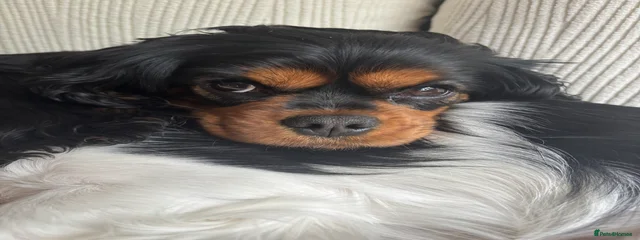 Harper