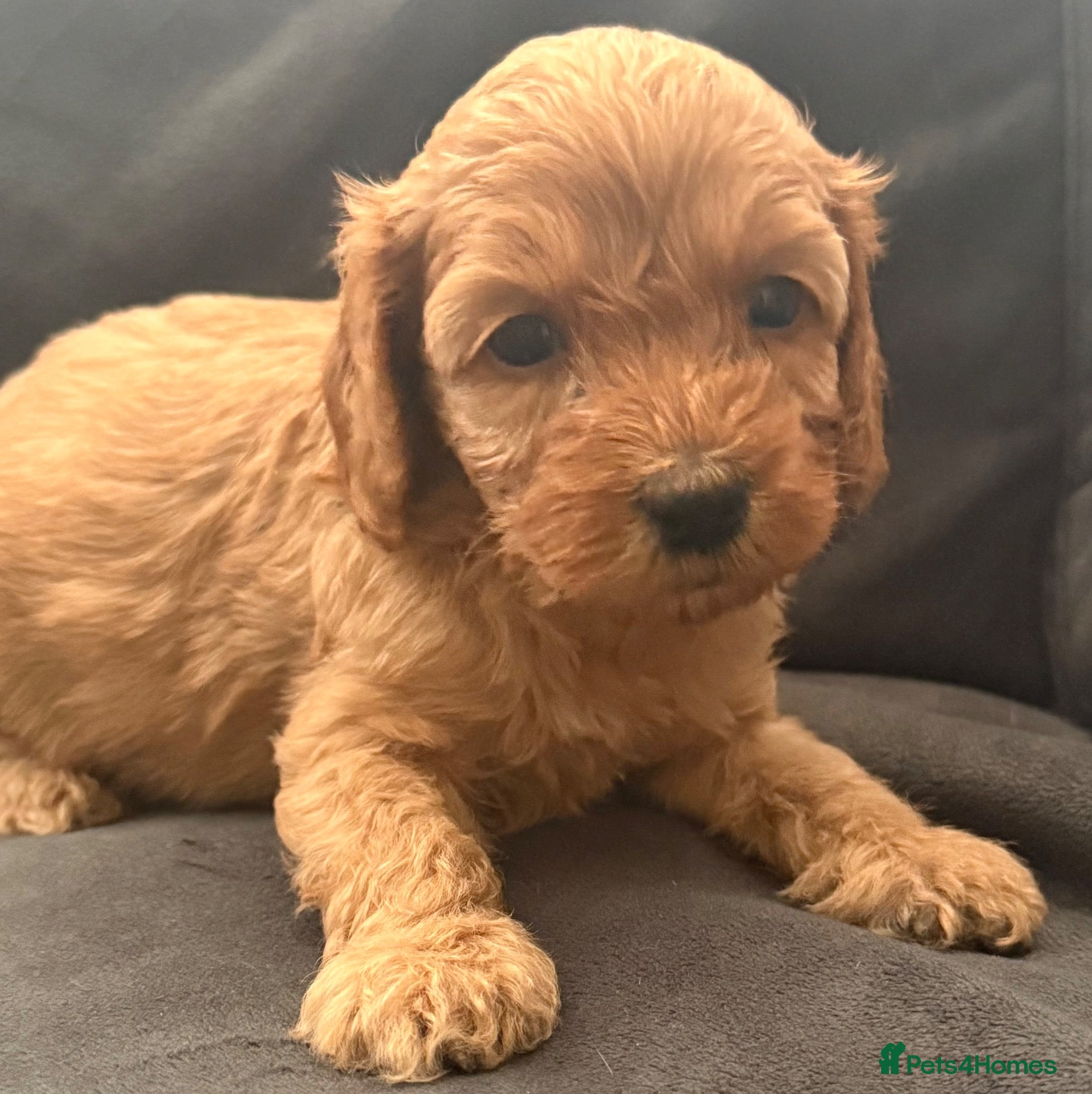 Cavapoo dogs Gorgeous F1B Cavapoo Puppies Available ⭐️⭐️⭐️⭐️⭐️ - Advert 5