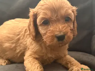 Cavapoo dogs Gorgeous F1B Cavapoo Puppies Available ⭐️⭐️⭐️⭐️⭐️ - Advert 5