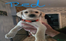 Labrador Retriever dogs for sale: Labrador pups  - Image 3