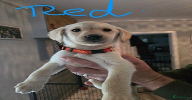 Labrador Retriever dogs - Advert 6