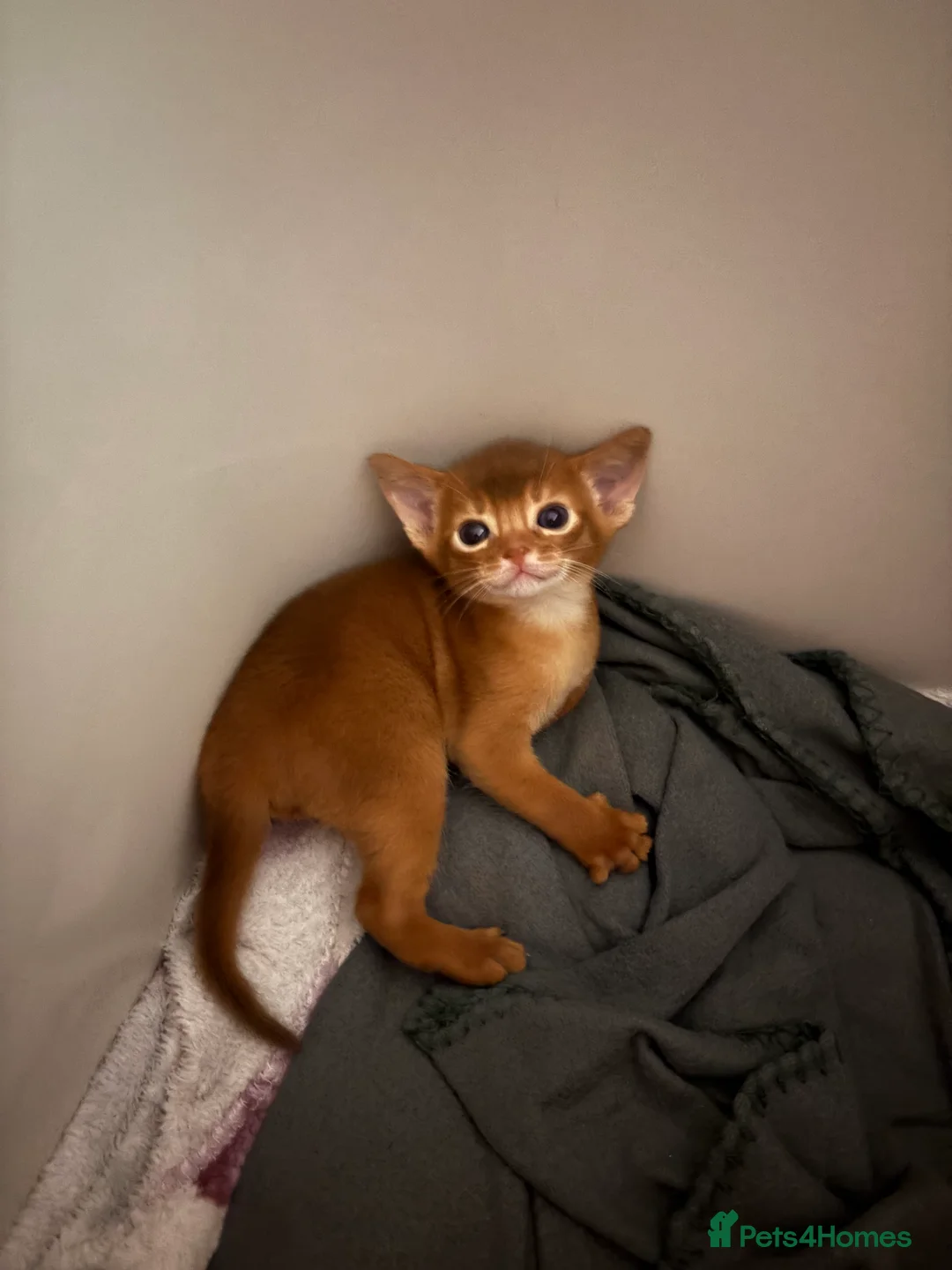 Abyssinian cats for sale: Abyssinian champion line kittens🏆 - Advert 11