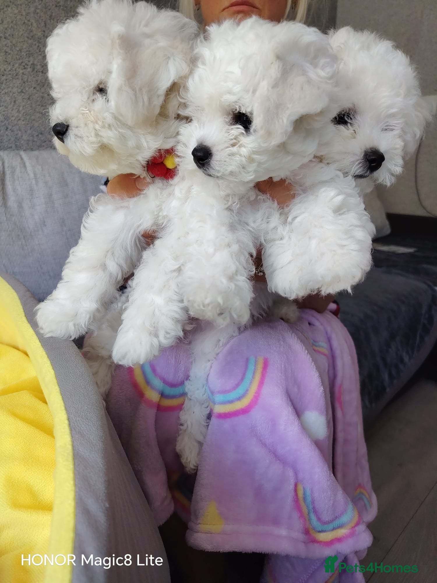 Bichon Frise dogs Bichon Frise (3 girls left ) - Advert 1