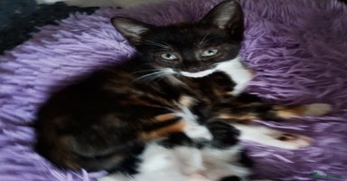 Mixed Breed cats - Advert 7