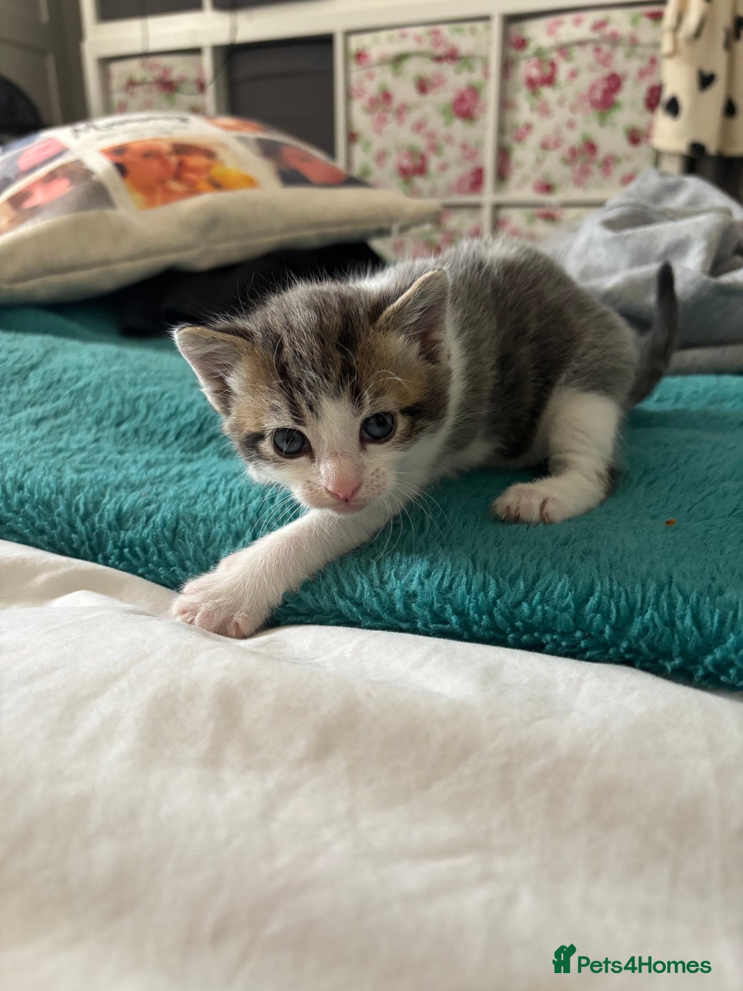 Mixed Breed cats for sale: Beautiful tabby x Ragdoll kittens for sale ! - Advert 18