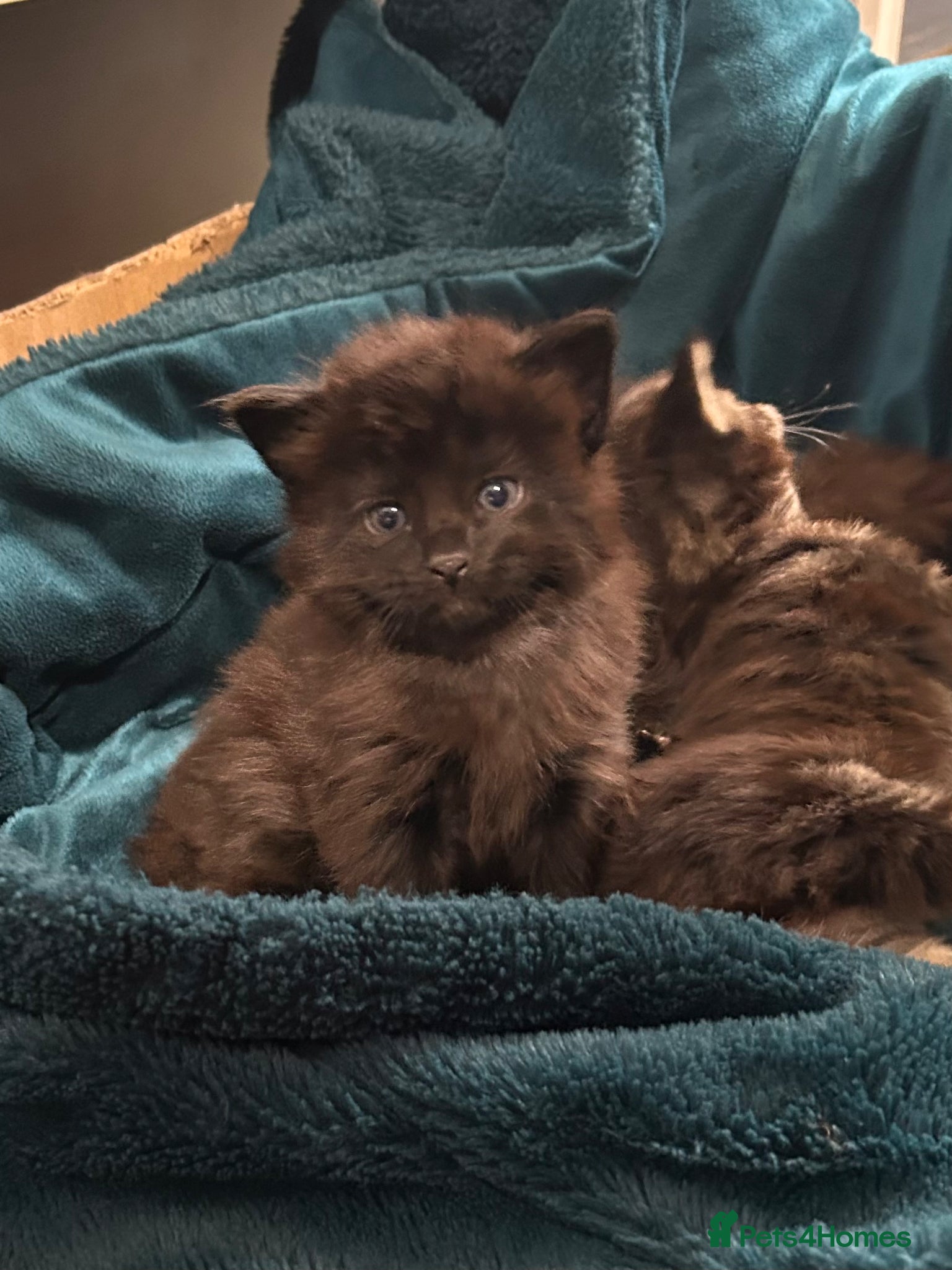 Maine Coon cats Maine Coon Cross 2x Last black boys left  - Advert 4