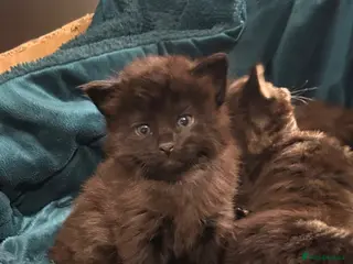 Maine Coon cats Maine Coon Cross 2x Last black boys left - Advert 4