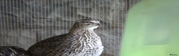 Mixed Breed birds for sale: Coturnix Quail – POL Hens -Various colours  - Advert 5