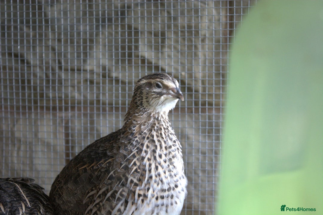 Mixed Breed birds for sale: Coturnix Quail – POL Hens -Various colours  - Advert 5