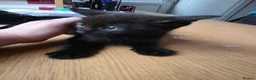 Mixed Breed cats for sale: 8week old black kitten - Advert 3