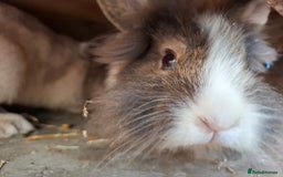 Lionhead rabbits for sale: Beautiful Female LionheadLop-URGENT - Advert 12