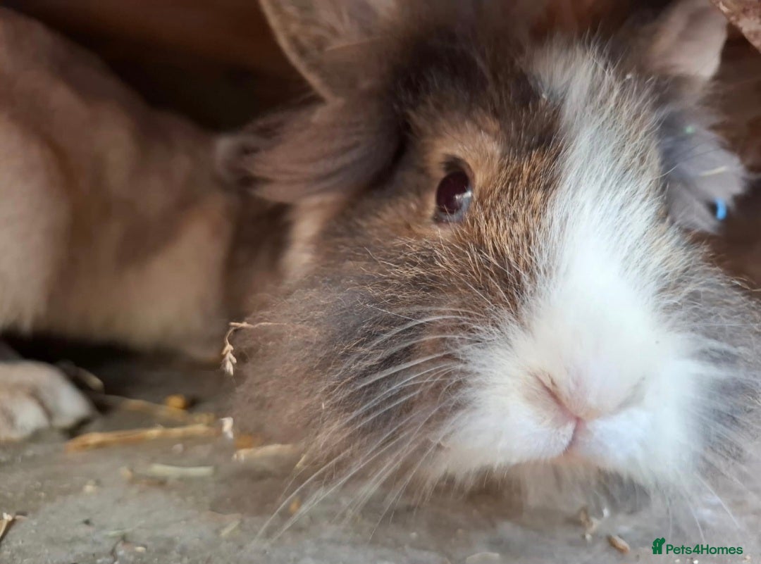 Lionhead rabbits for sale: Beautiful Female LionheadLop-URGENT - Advert 12