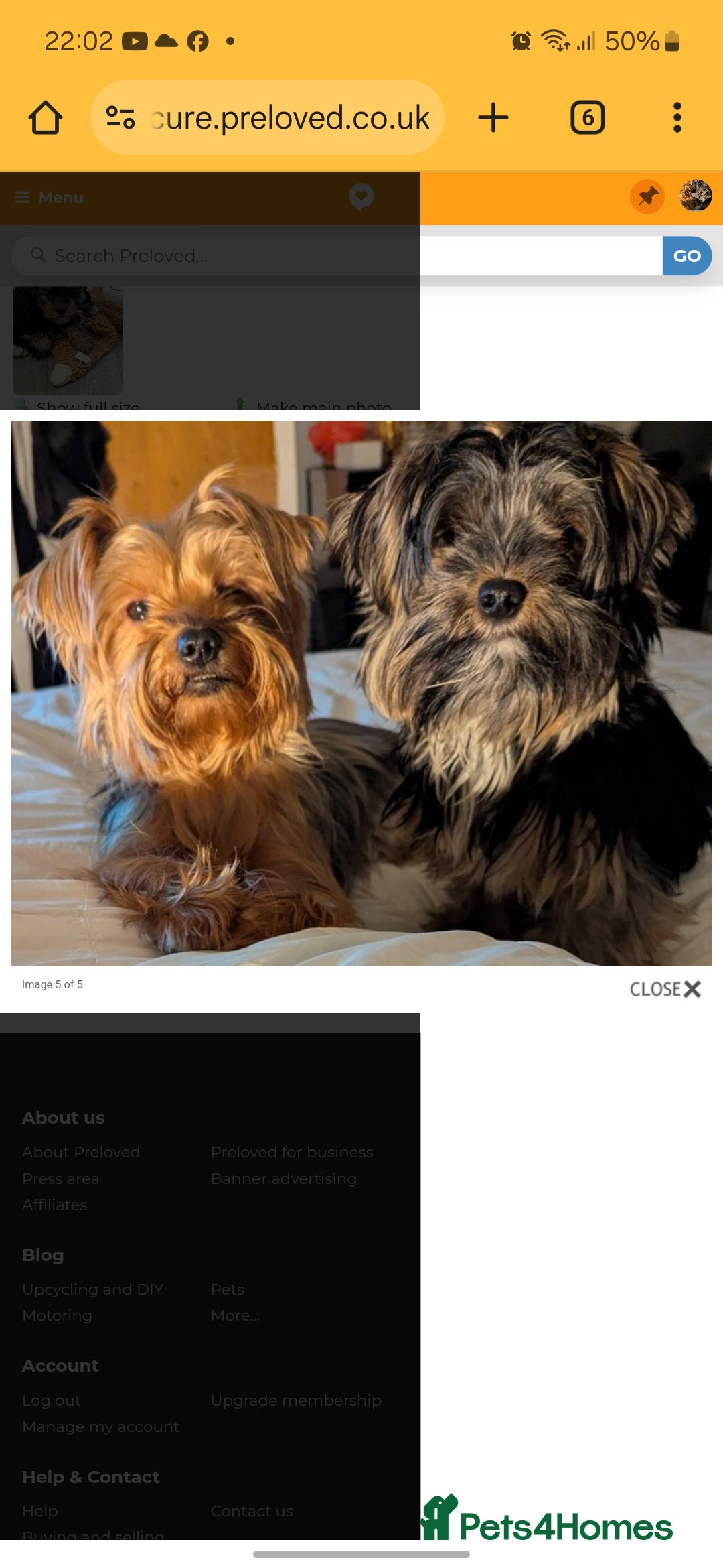 Yorkshire Terrier dogs for stud: Anmaco Romeo of Kalisto - Image 3