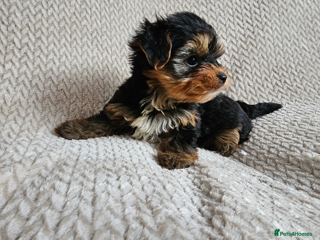 Yorkshire Terrier dogs for sale: Yorkshire Terrier puppies - Advert 5