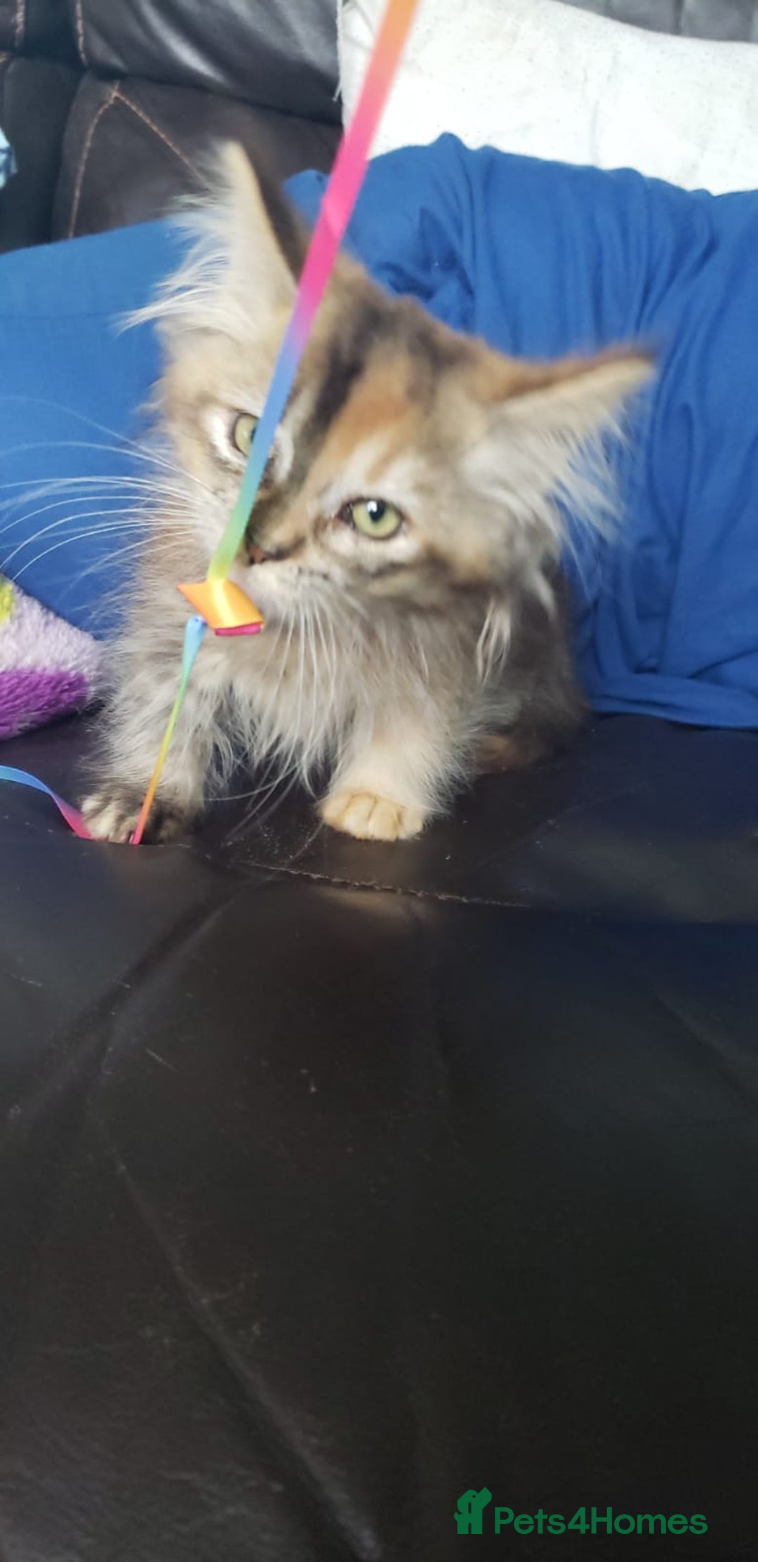 Munchkin cats for sale: Munchkin, Sausage kittens - Image 4