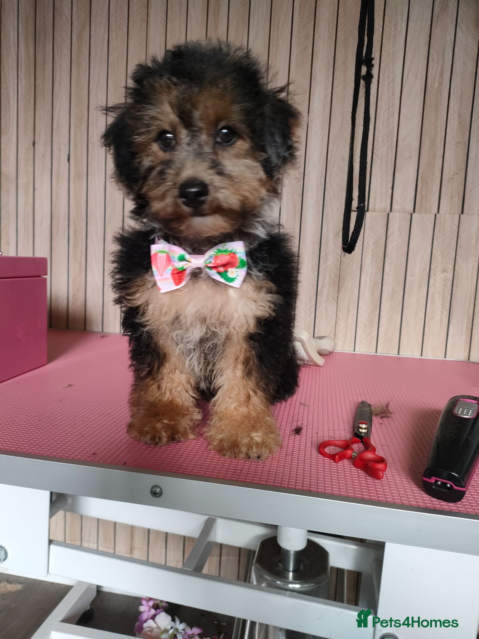 Jackapoo dogs F1b jackapoo puppies - Advert 7