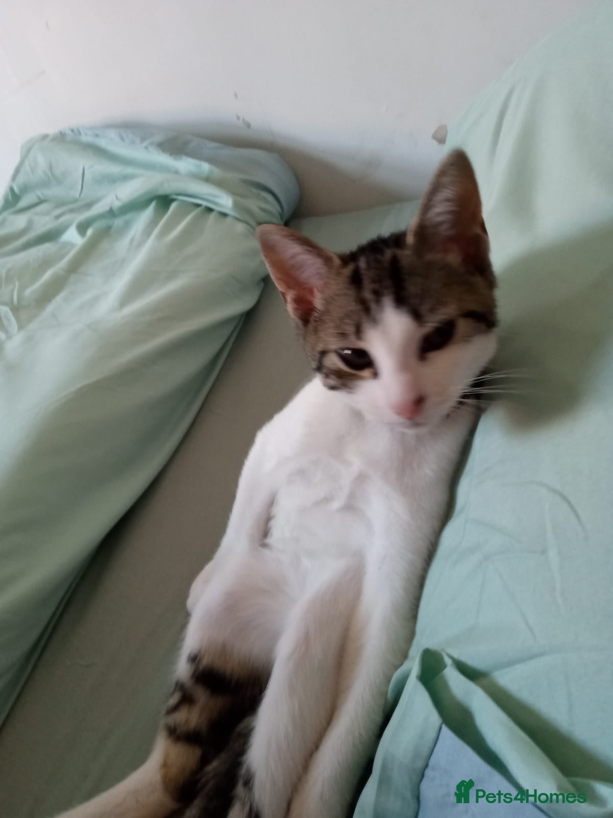 Mixed Breed cats Hi am ziggy a boy ive just truned one £0 - Advert 9