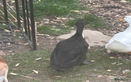 Ducks poultry for sale: 4 ducks for sale  - Image 7