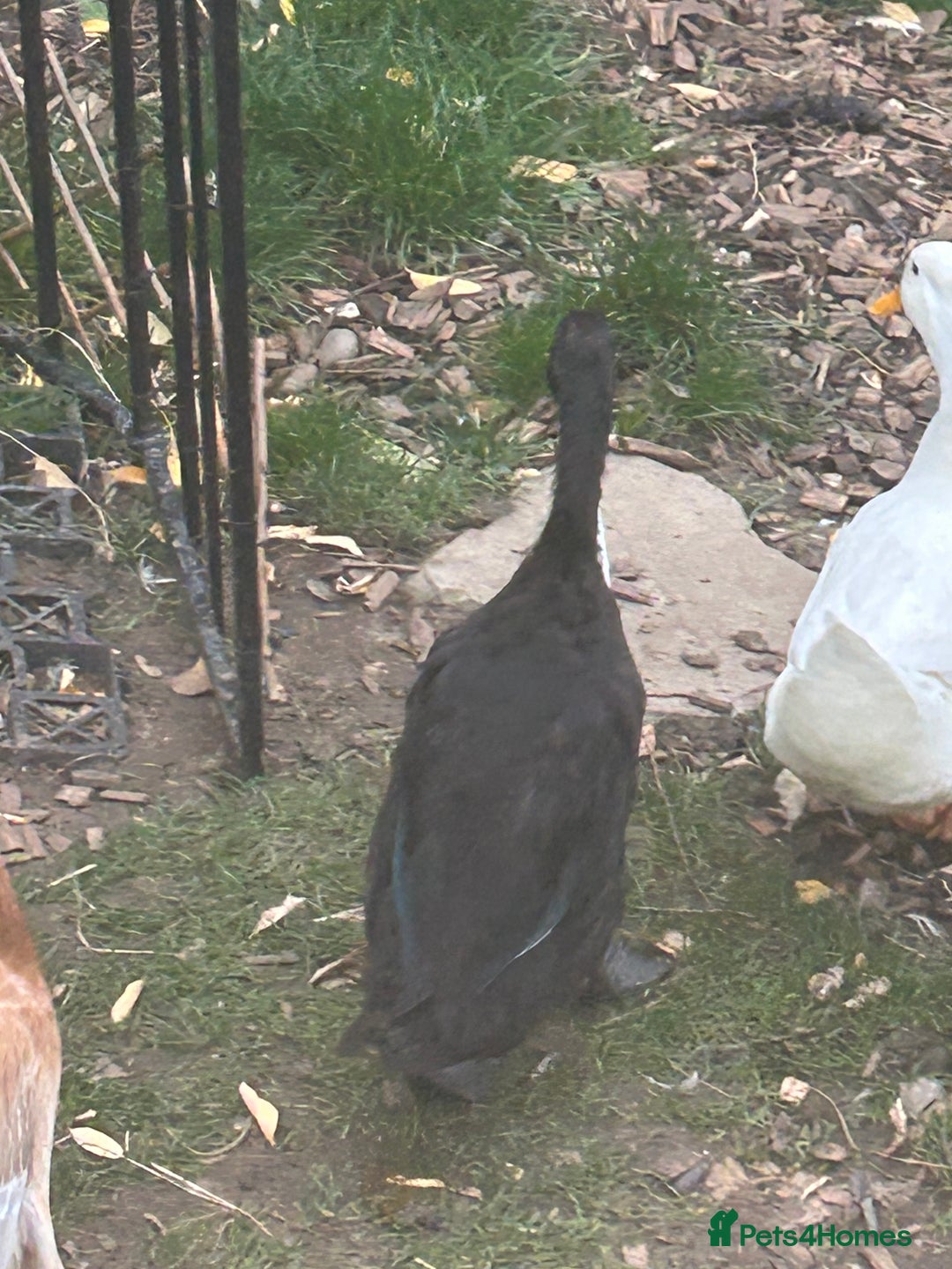 Ducks poultry for sale: 4 ducks for sale  - Image 7