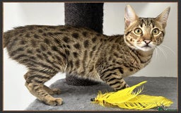 Savannah cats for sale: Dramatically reduced and ready F5 SBT Savannahs in Bingley - Image 16