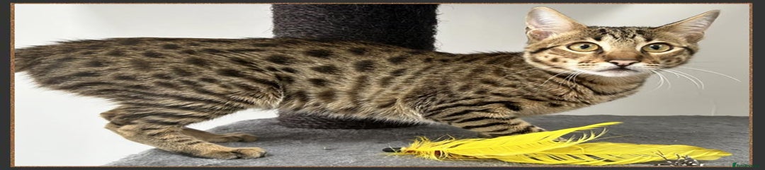 Tigerlily