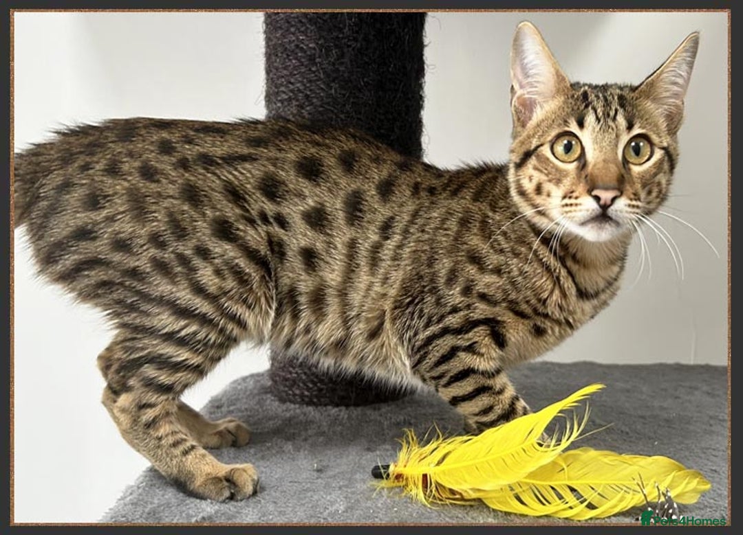 Savannah cats for sale: Dramatically reduced and ready F5 SBT Savannahs in Bingley - Image 16