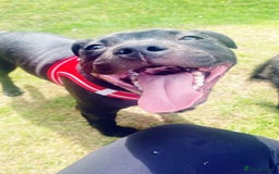 Staffordshire Bull Terrier dogs for stud: Staffordshire bull terrior - Image 1