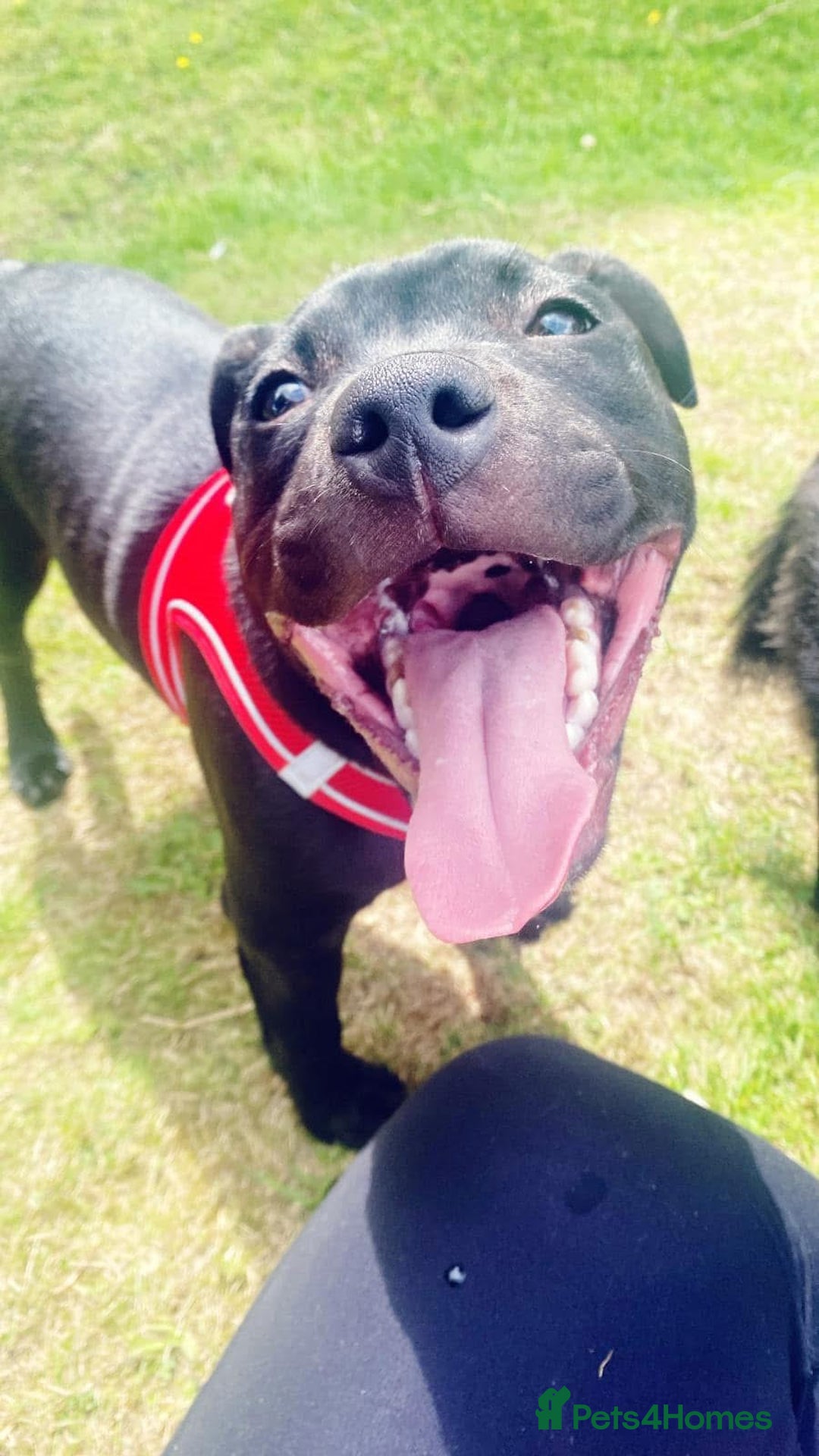 Staffordshire Bull Terrier dogs for stud: Staffordshire bull terrior - Image 1