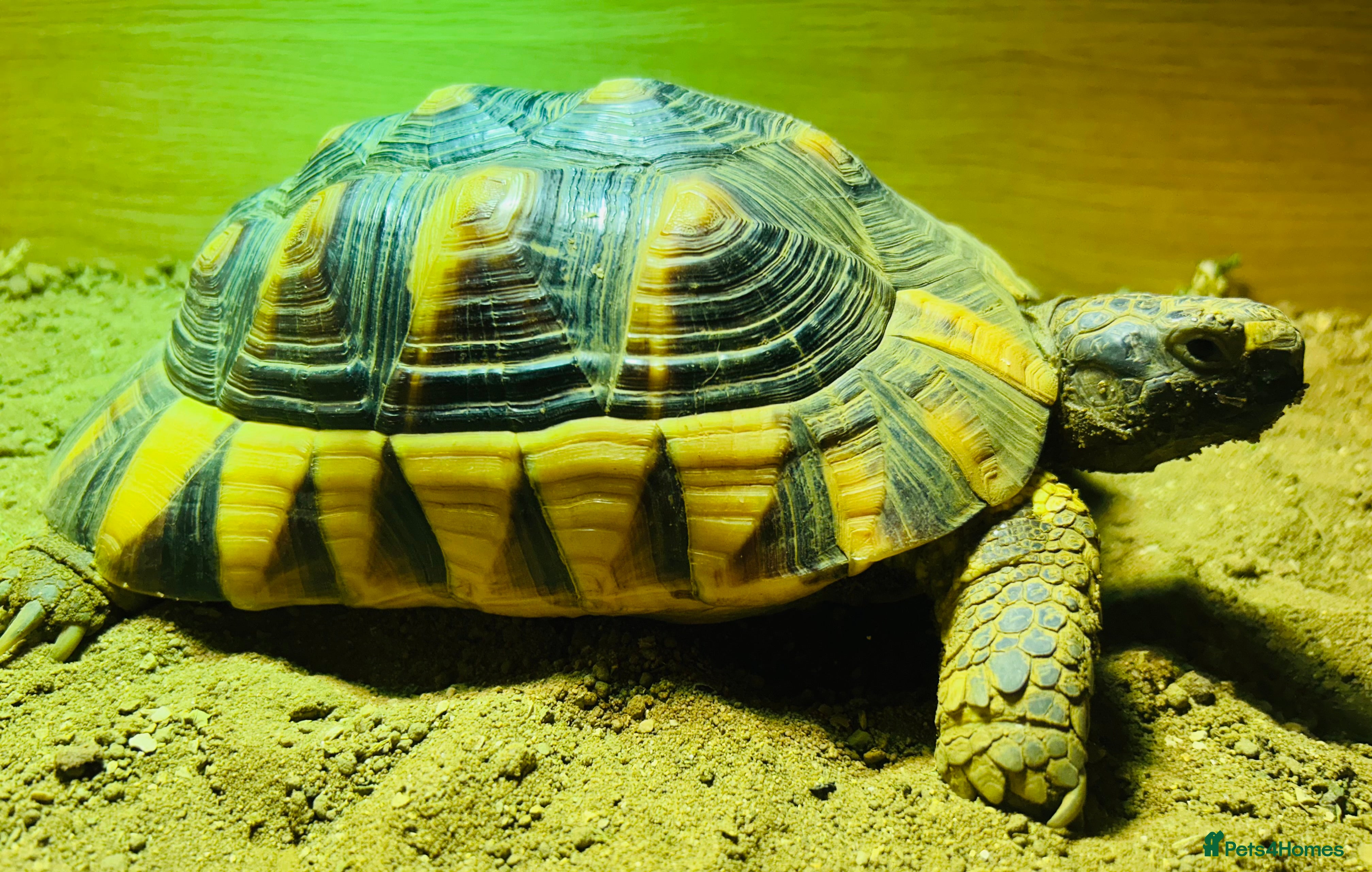 Tortoise reptiles Marginated Male Tortoise 4yrs old - Advert 3