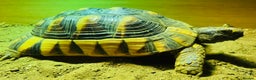 Tortoise reptiles for sale: Marginated Male Tortoise 4yrs old - Advert 1