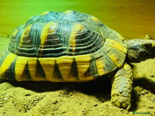 Tortoise reptiles Marginated Male Tortoise 5 year old - Advert 14