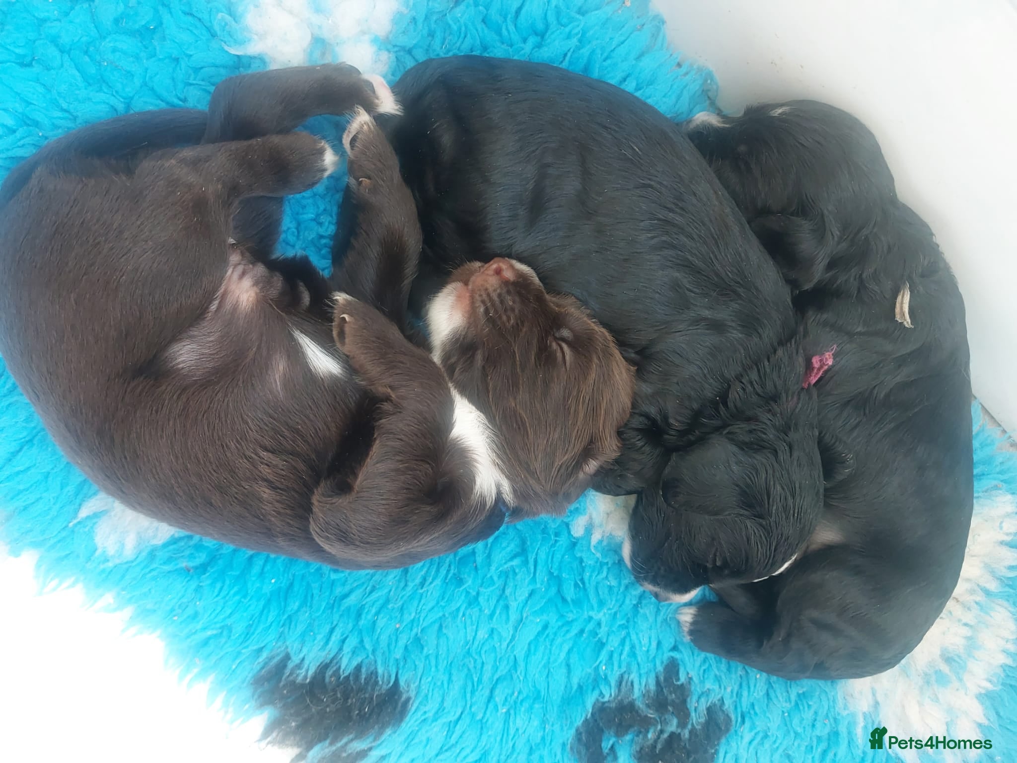 Sprocker dogs for sale: Sprocker Spaniel DWKC registered working line pups - Advert 15