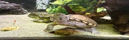 Turtle reptiles for sale: 240L tank & turtles for sale  - Advert 8