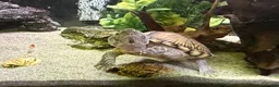 Turtle reptiles for sale: 240L tank & turtle for sale  - Advert 4