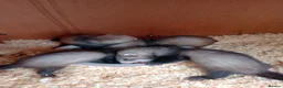 Ferret rodents for sale: Ferret kits Cinnamons also browns available  - Advert 12