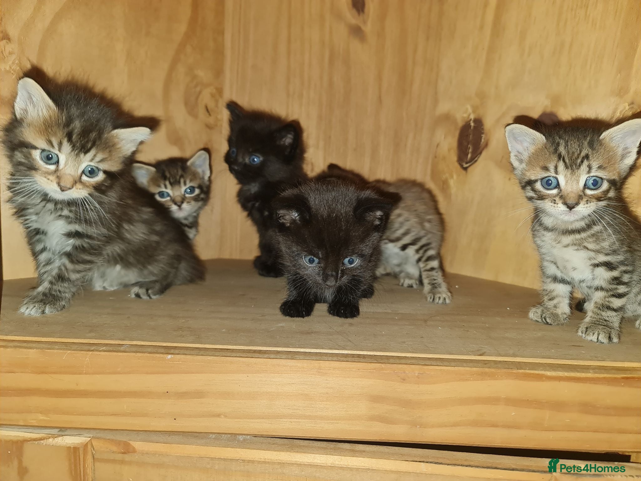 Mixed Breed cats 5 kittens for sale  - Advert 2