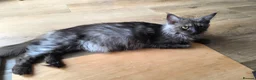 Maine Coon cats for sale: Maine coon kittens Ready Now - Advert 27