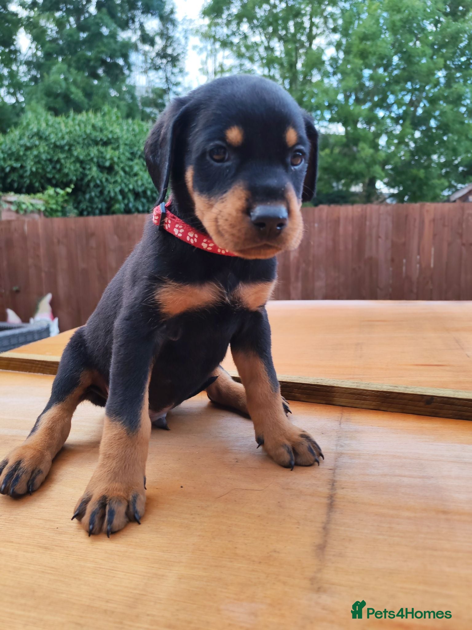 Dobermann dogs Beautiful Rotterman pups Doberman X Rottweiler - Advert 1