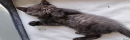 Scottish Fold cats for sale: Scottish fold kittens  in Gloucester - Advert 8